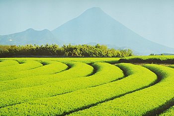 お茶畑