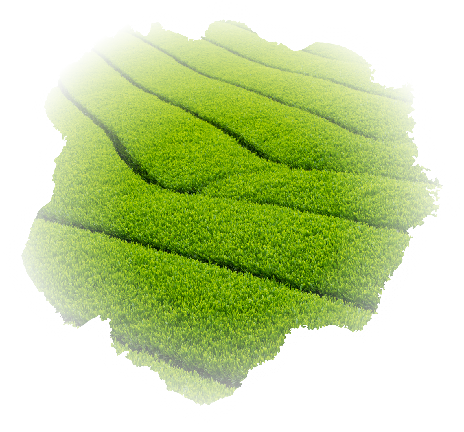 知覧茶 さえみどり 品種巡り茶 80g リーフ