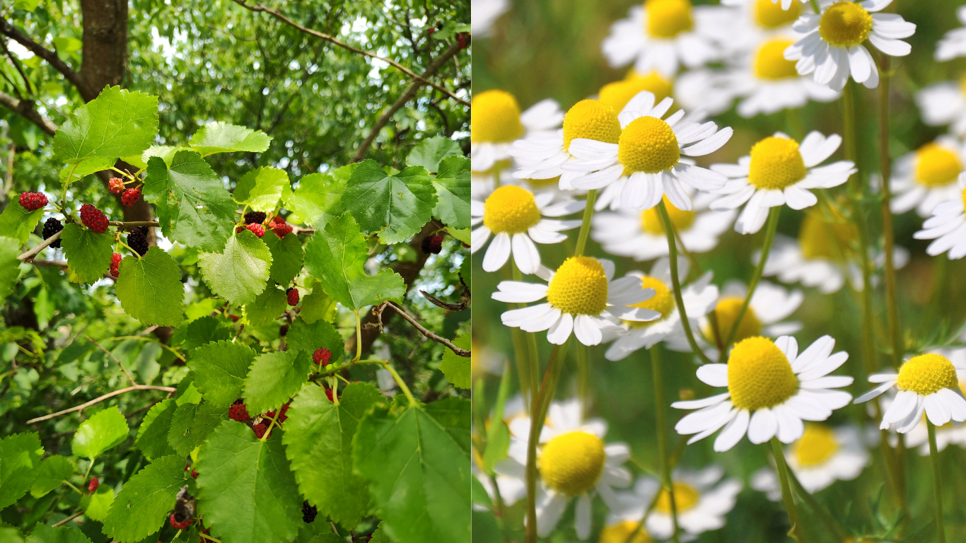 ミッタルティー　ピーチ・カモミール　印度緑茶葉100gパウチ袋入り Amazon | カモミールティー(カミツレ・ジャーマン) チャック付