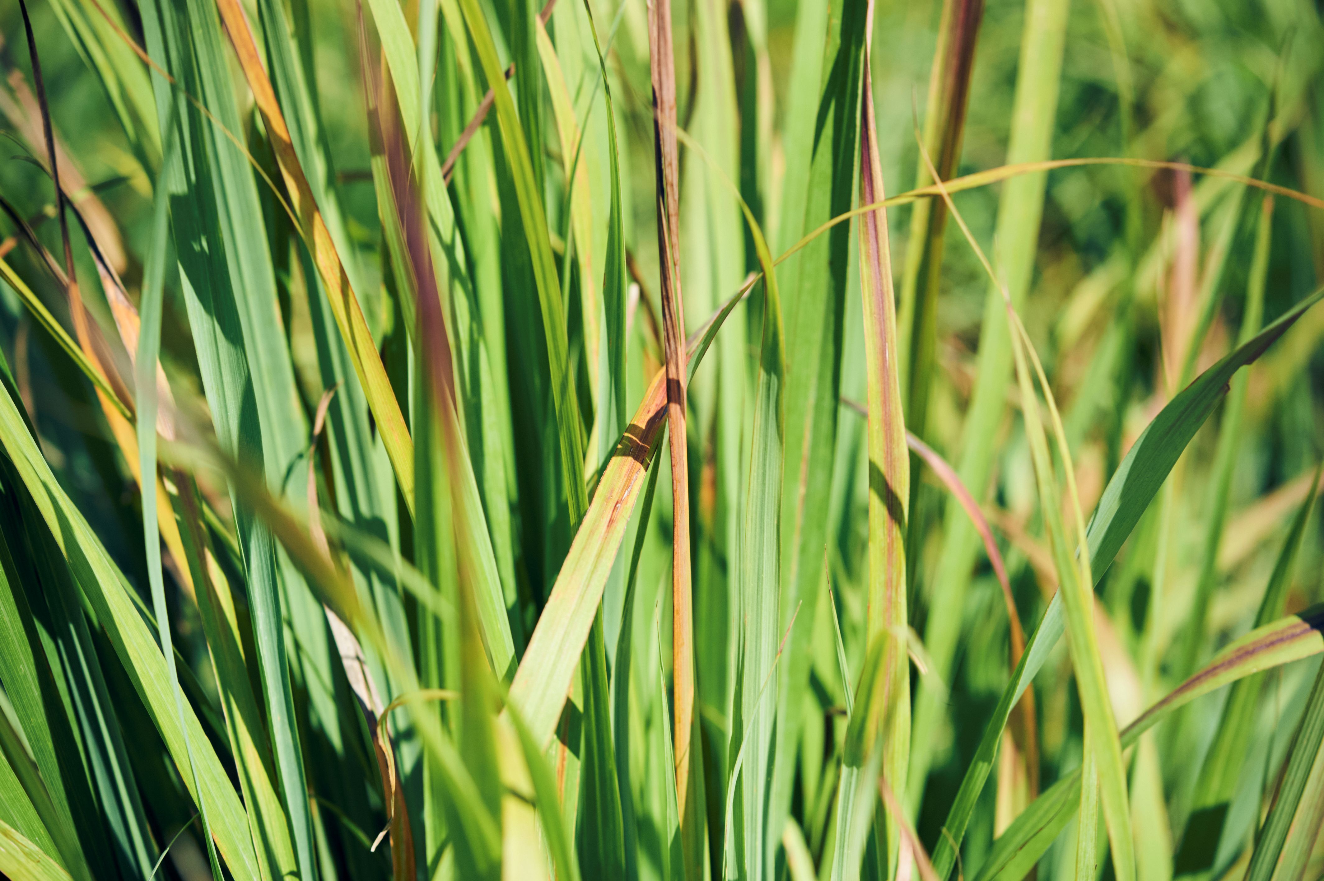 有機レモングラスほうじ茶 3g×15P 株式会社 下堂園オンライン